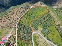 Tire Pınar Emlak tan Satılık İncir ve Zeytin Bahçesi