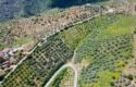 Tire Pınar Emlak tan Satılık İncir ve Zeytin Bahçesi