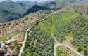 Tire Pınar Emlak tan Satılık İncir ve Zeytin Bahçesi