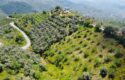 Tire Pınar Emlak tan Satılık İncir ve Zeytin Bahçesi