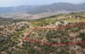 Tire Akçaşehir Köyünde Satılık Zeytinlik