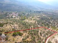 Tire Akçaşehir Köyünde Satılık Zeytinlik