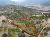 Tire Pınar Emlak tan Satılık Zeytinlik