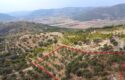 Tire Akçaşehir Köyünde Satılık Zeytinlik