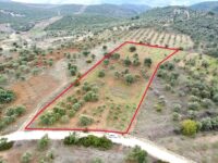 Tire Pınar Emlak tan Satılık Zeytinlik