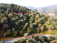 Tire Pınar Emlak tan Satılık Zeytinlik