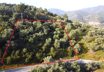 Tire Pınar Emlak tan Satılık Zeytinlik