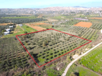 Tire Pınar Emlak tan Satılık Zeytinlik