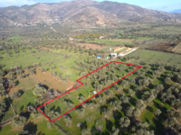 Tamamen Düz Konumda Satılık Zeytinlik