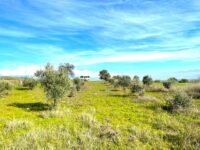 Tire Pınar Emlak tan Satılık Kupon Zeytin Bahçesi