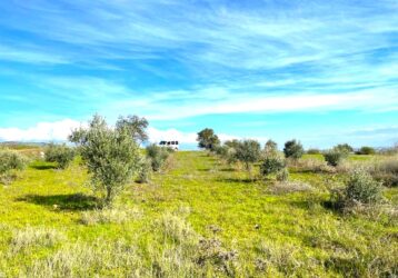 Tire Pınar Emlak tan Satılık Kupon Zeytin Bahçesi