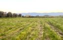 İzmir Bayındır Buruncuk ta Satılık Tarla